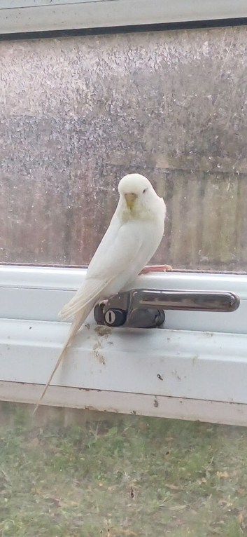 Albino hen