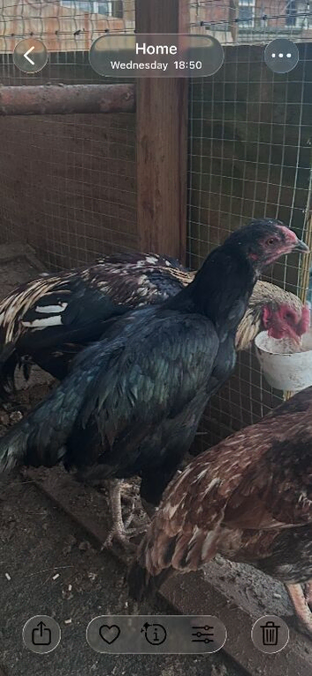 2 x black asil hens