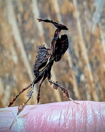 Ghost Mantis Nymphs L3 Praying Mantis