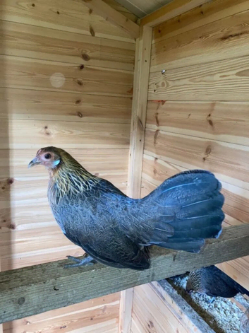 Dutch bantams
