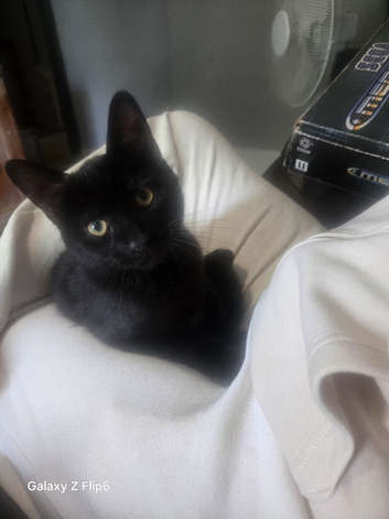 1 kitten