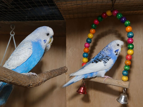 Budgies Breeding Pair
