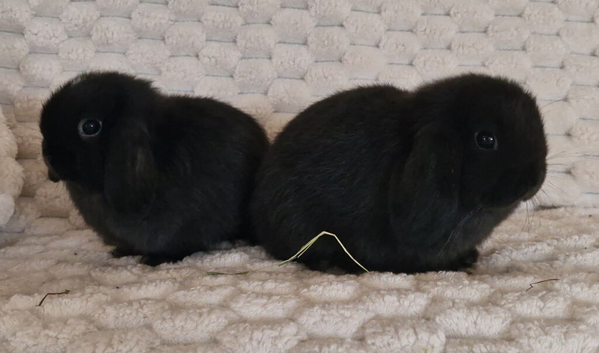 Mini Lop Girls