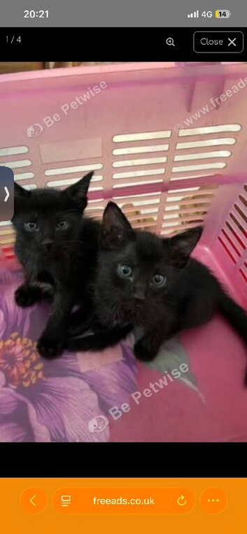 Brother and sister kitten