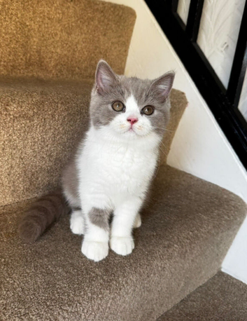 British shorthair kittens