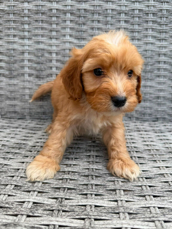 Cockapoo puppies for sale
