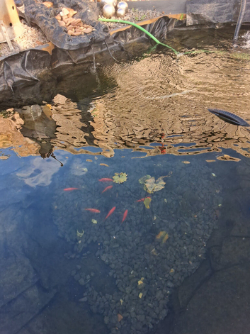 9 small goldfish