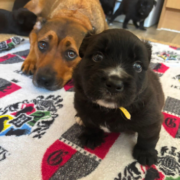 Staffy x peek a pom puppies