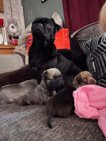 Pug cross