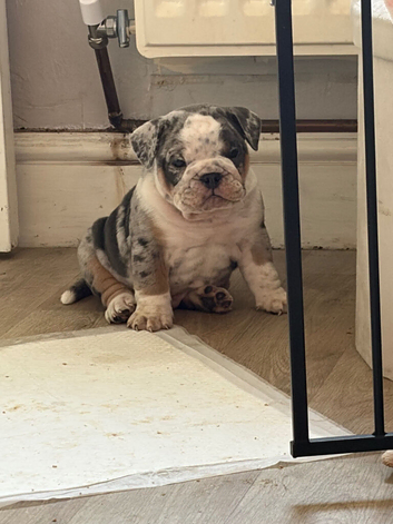 Olde English bulldog puppies
