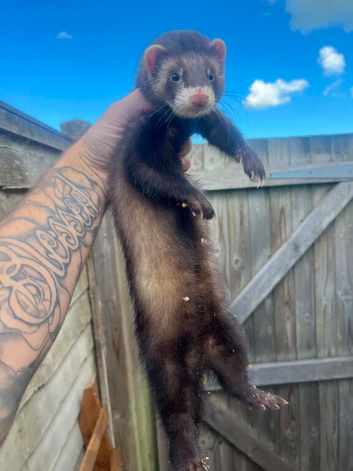 15 week old hob polecat