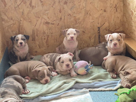 Pocket American Bully Puppies
