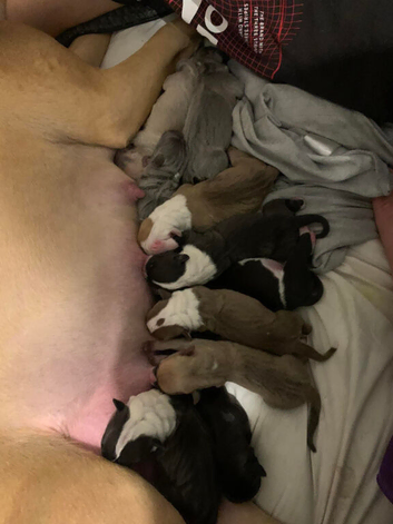 American bulldog puppy's