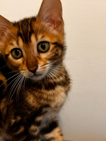 Bengal kittens