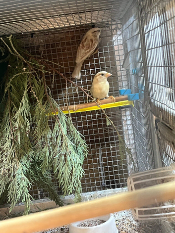 Mutation house sparrows greensingers cock Raza canary&rsquo;s