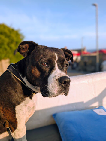 I'm looking for a stud please near Penzance area for my Ruby.