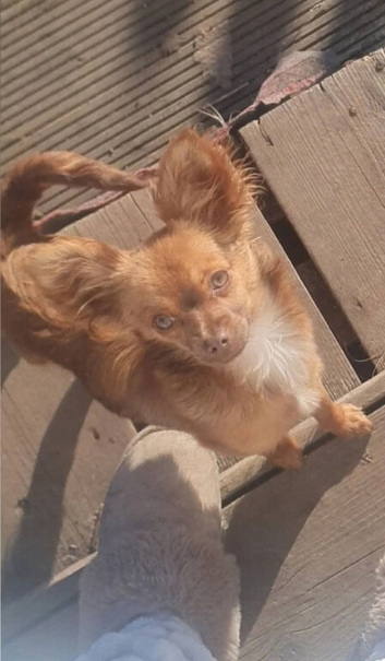 Chihuahua Boy Puppy Looking For New Home