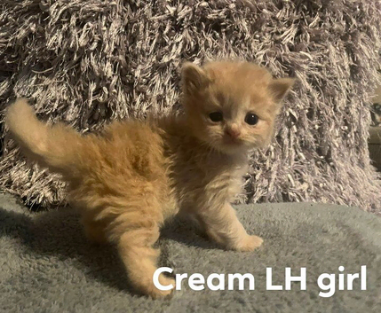 Cream BLH girl / British short haired kittens ready to book