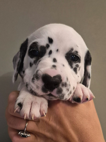 Only 2 left! **Exceptional Show Quality KC Dalmatian Litter**
