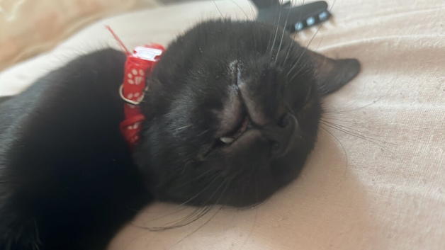 Loki