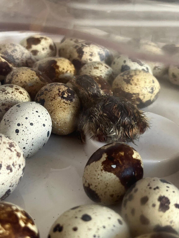 Coturnix quail hatching eggs