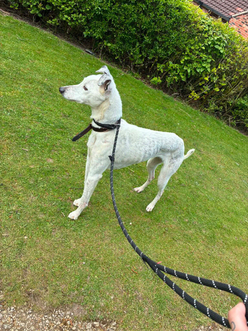 Whippet x collie
