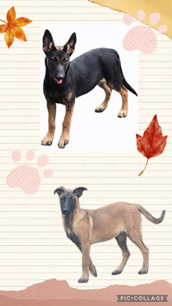 Belgian malinois pups