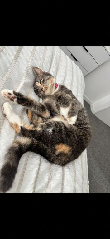 Rehoming Lola