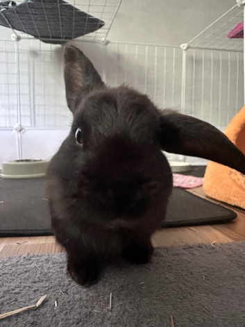 My baby plagg needs a new home as i cannot suit his energetic self with my new routines