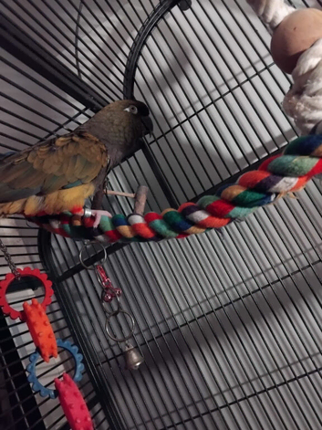 Patagonian conure