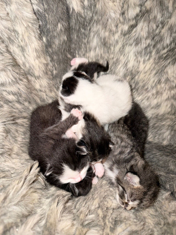 Kittens !!!