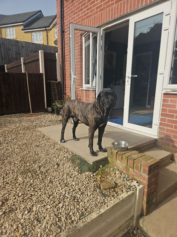 Cane corso x American bully