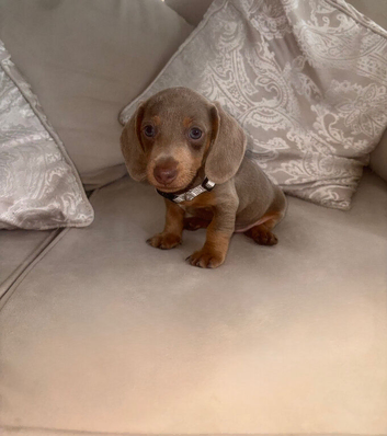 Gorgeous Isabella Dachshund Boys