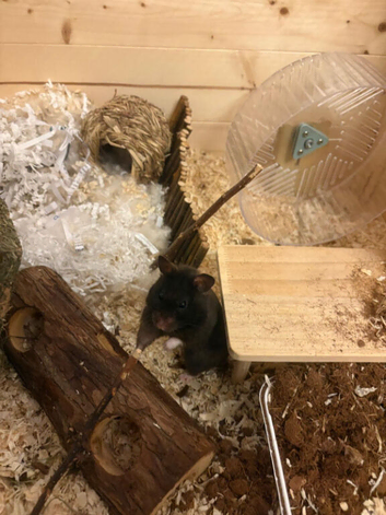 1 year old female black Syrian Hamster
