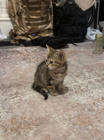 Baby Kitten for sale