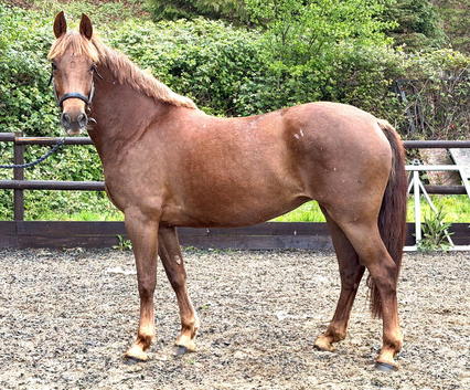 Striking 158cm WPB Mare