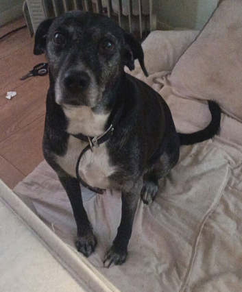 10 year old lab cross staffie
