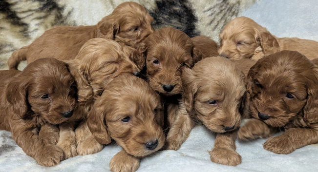 Quality F1 Cockapoo puppies from Licensed breeder