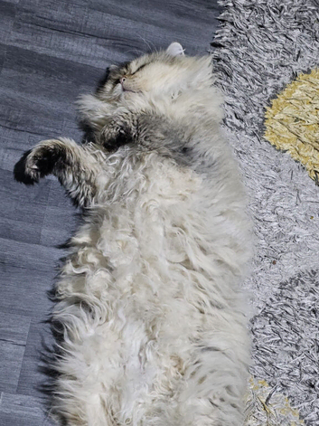 Lovely cat for sale