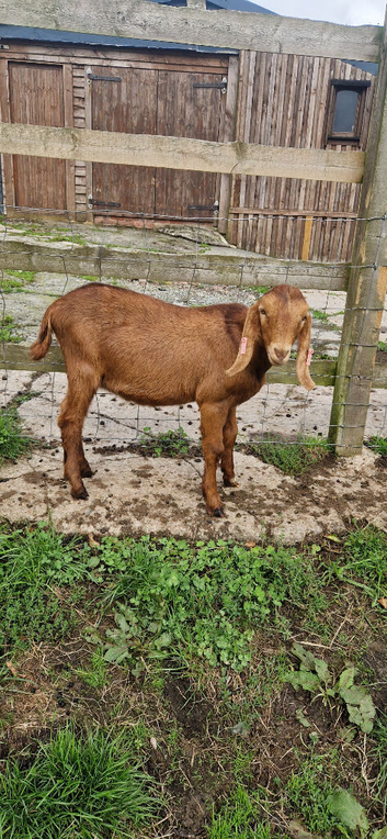 Pedigree anglo nubian billy kid.