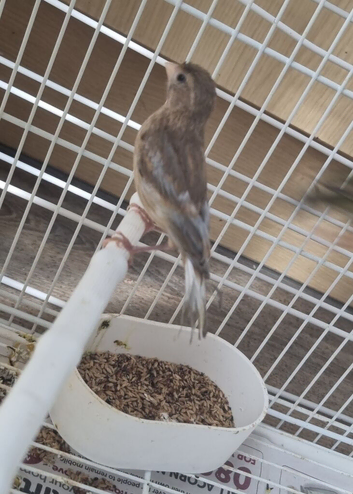 High-Quality Raza Canary Birds for Sale