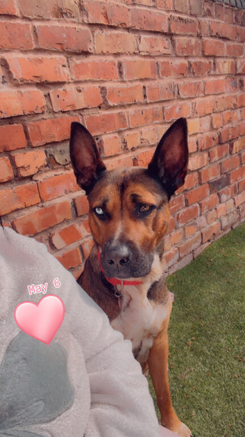 Belgian Mali x German shepherd