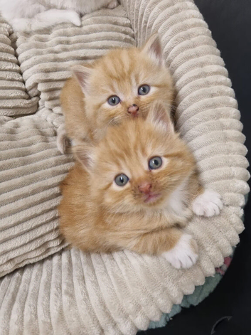 Kittens for sale