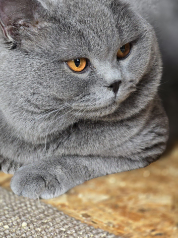 TICA Registered Blue Stud