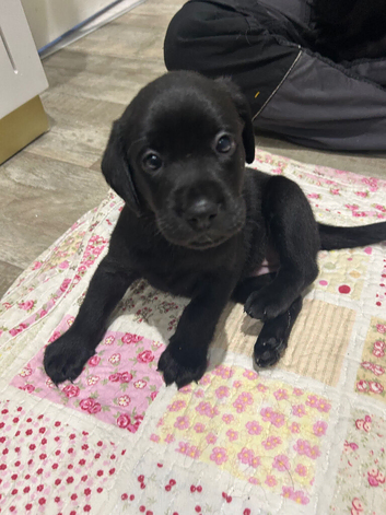 Ready to leave in 7 days 3 Labrador puppies left