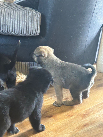 Belgium shepherd