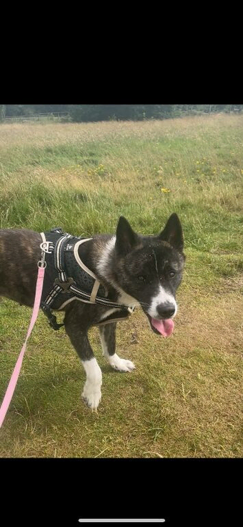 American Akita looking for a loving home