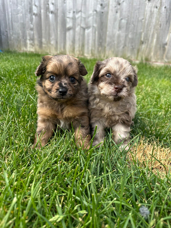 Adorable Doxiepoo x Pomeranian Puppies