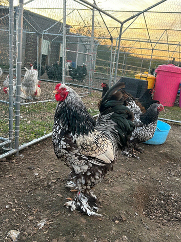 Silver/gold laced Brahma hatching eggs