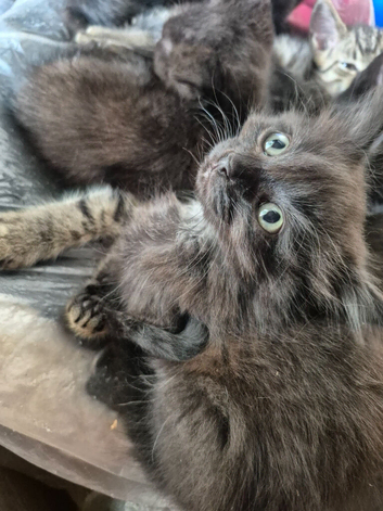 7 kittens for sale